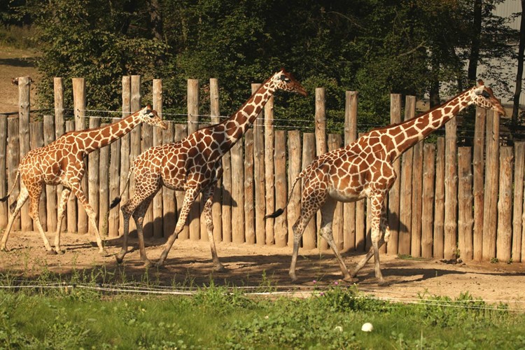 Žirafy v brněnské zoo budou mít nové stáje. Vznikne také vyhlídka pro návštěvníky