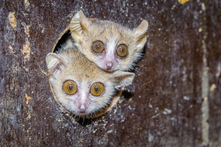 Zoo Praha v současnosti jako jediná v Evropě odchovává makiho Ganzhornova