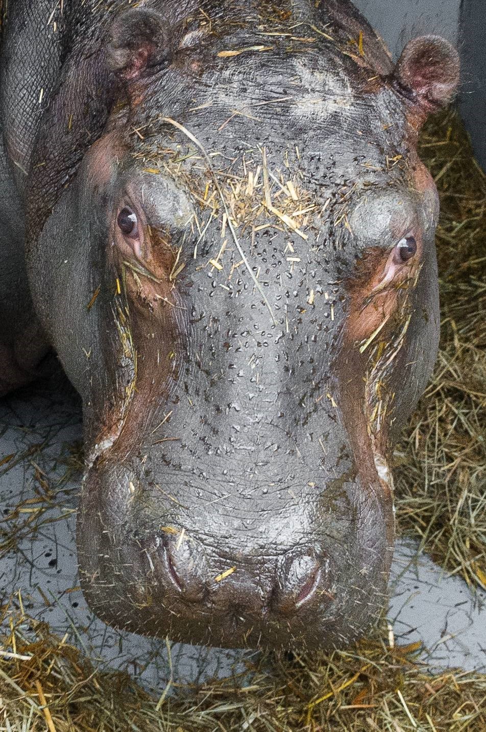 Zoo Praha má nového hrošího samce – přátelského a klidného Tchéca. Minimálně třicet dnů zůstane v karanténě, navíc bude potřebovat nějaký čas, aby si na nové prostředí zvykl.  