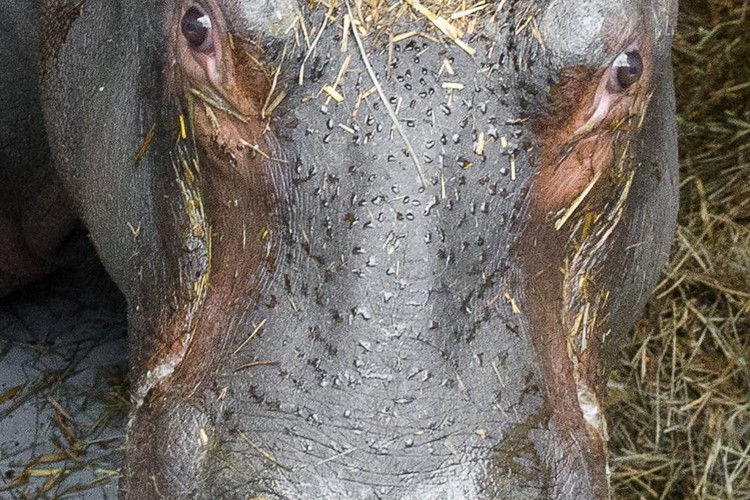 Do Zoo Praha přicestoval z Francie hroch Tchéco narozený 28. října