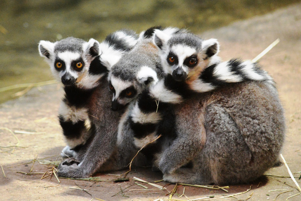 Zoo Plzeň