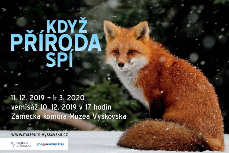 Přijďte se podívat na výstavu Když příroda spí. Uvidíte řadu preparátů ptáků i savců