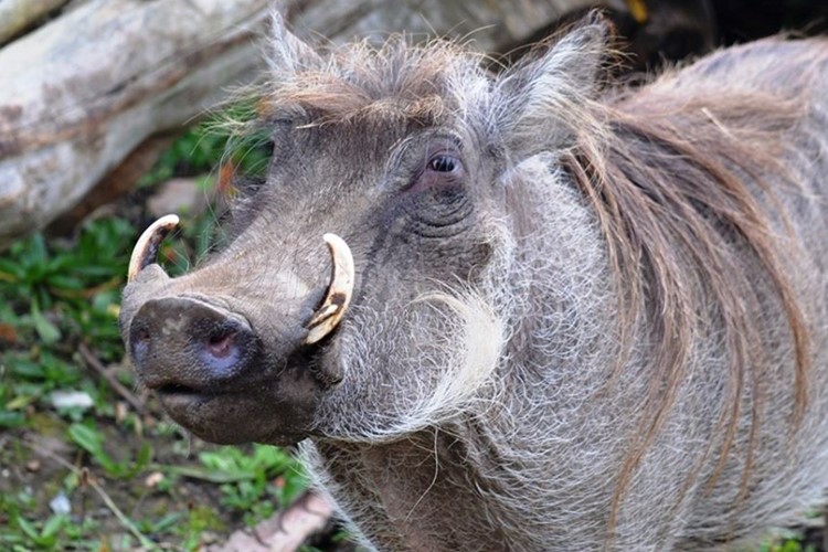 Ani před Vánoci plzeňská zoo nespí