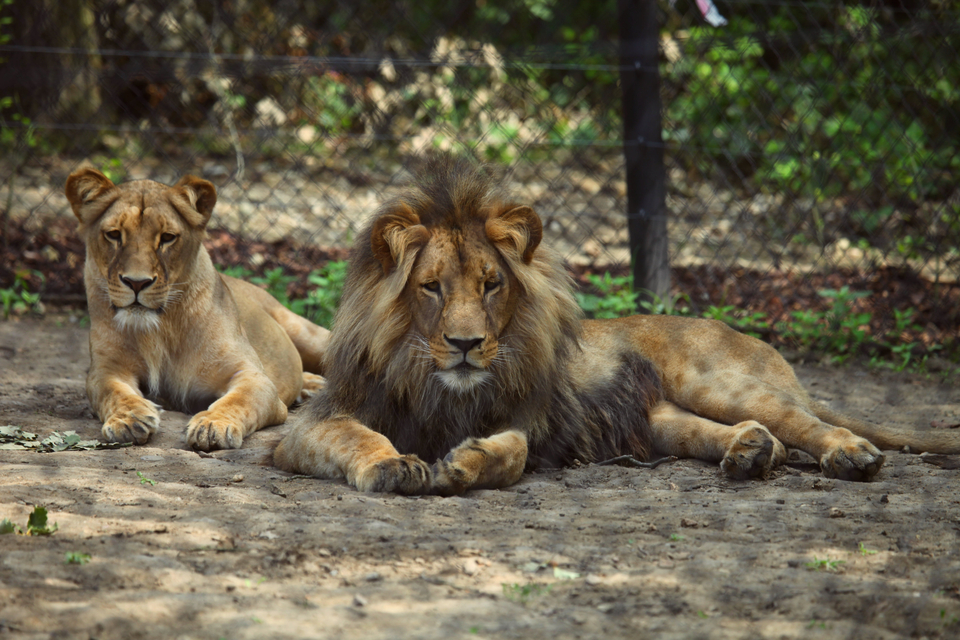 Zoo Brno 