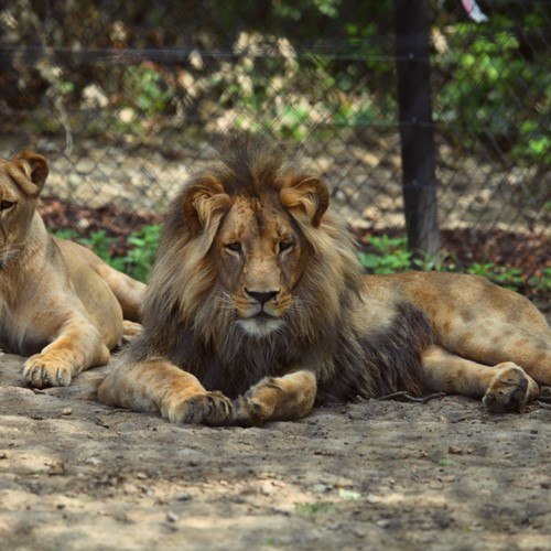 Zoo Brno