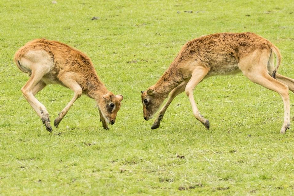 Projeďte se safari expresem třemi rozlehlými výběhy ostravské zoologické zahrady