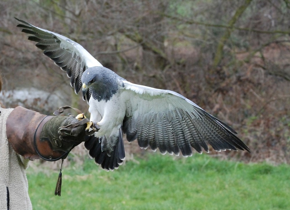 Sokolnické úterky v Zoo Děčín