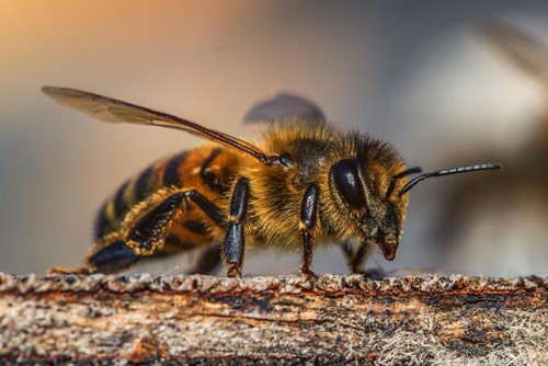 Nepodceňujte ochranu před bodnutí hmyzem ani klíšťaty, počet nakažených roste