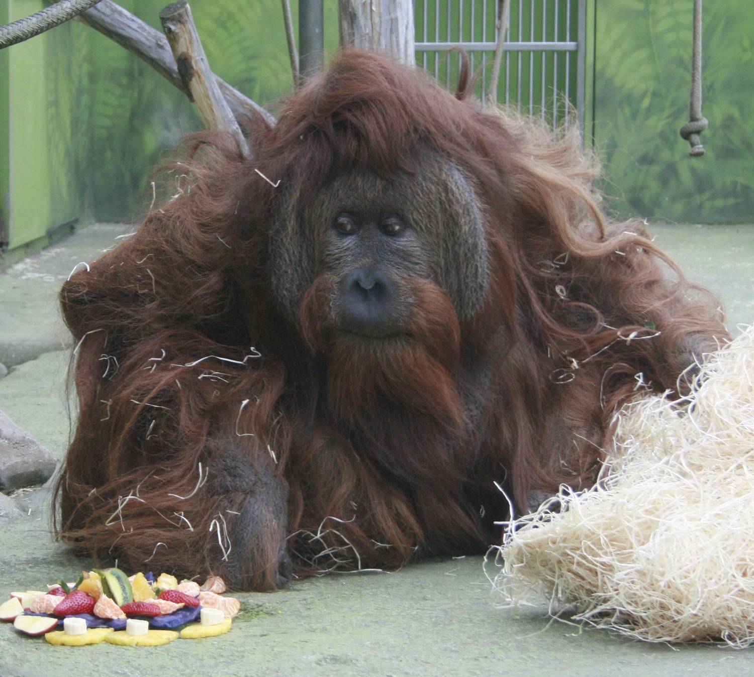 Nekrmte zvířata v zoo, apelují na návštěvníky české i slovenské zoologické zahrady