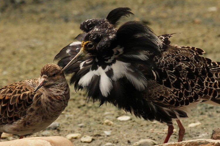 Budiž světlo. Zoo Brno opět odchovala jespáky