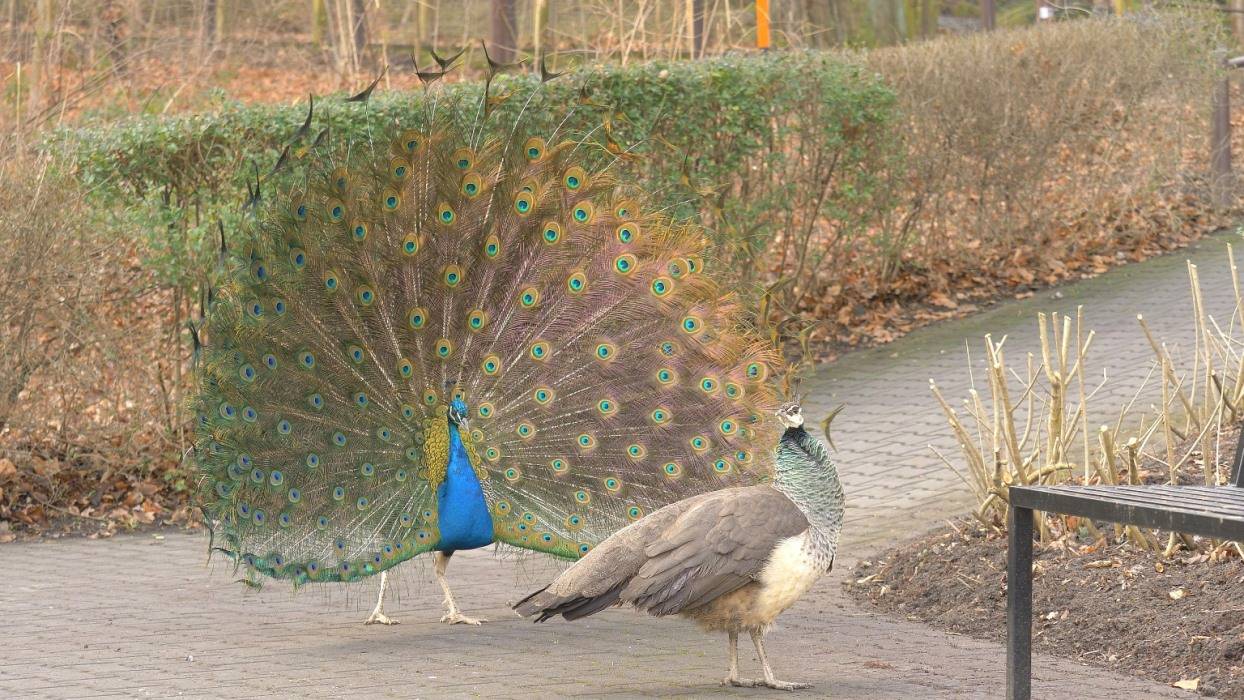 Návštěvníci ostravské zoo mohou potkat pávy procházející se po celém areálu zoologické zahrady