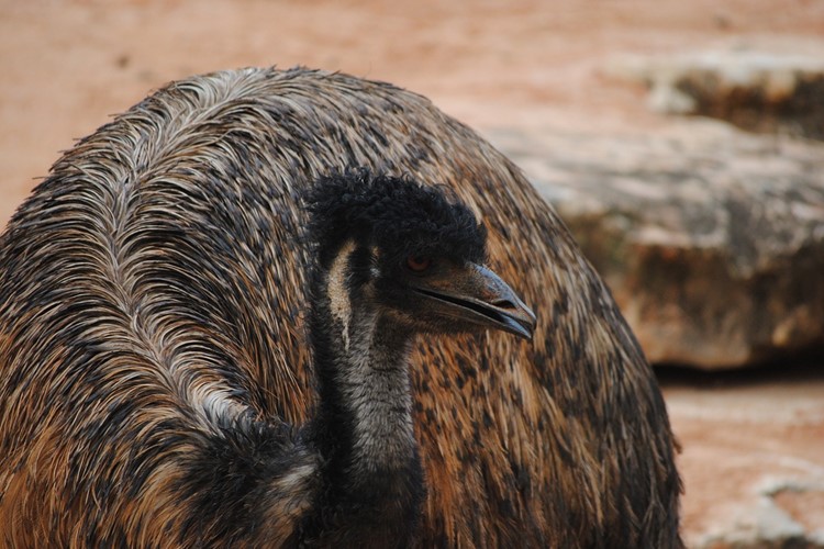 Prvními mláďaty letošního roku jsou v táborské zoo čiperní emu hnědí