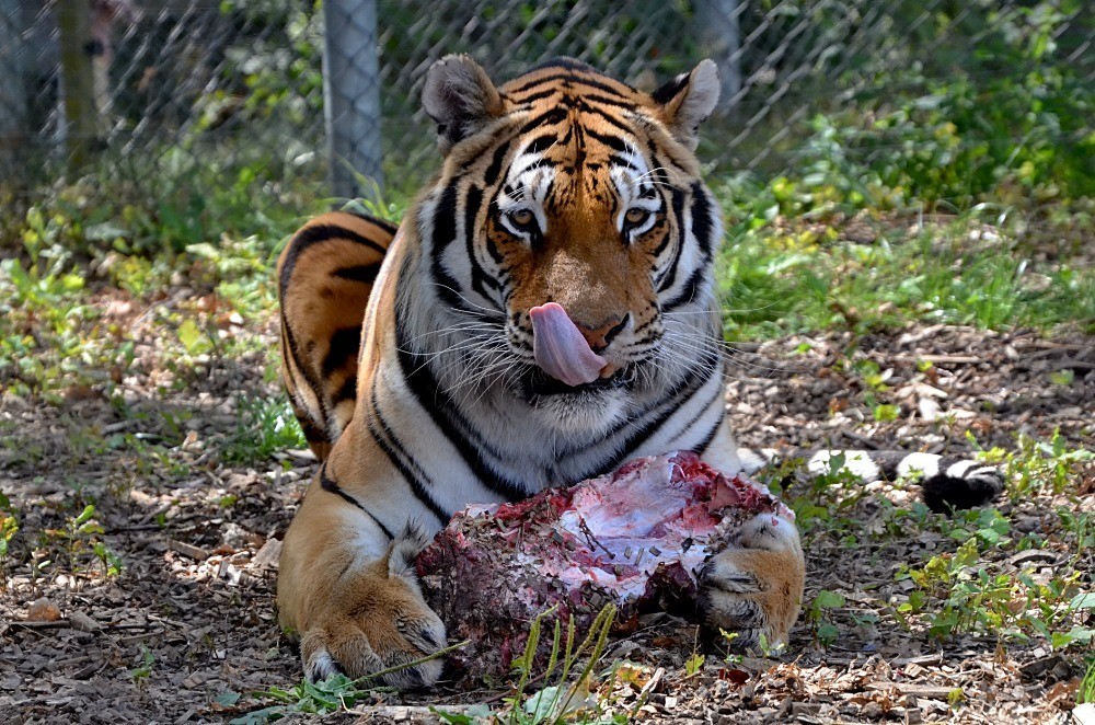 Maskot táborské zoologické zahrady tygr ussurijský, který se jmenuje Rocky.  