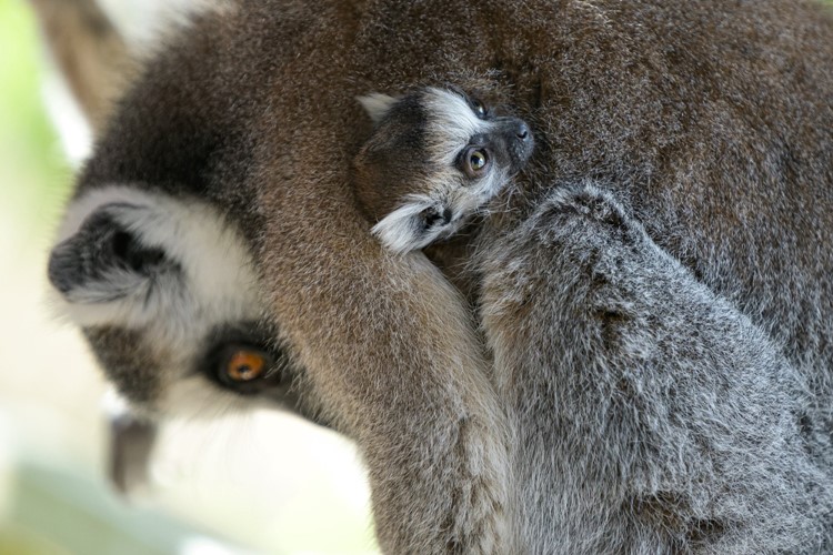 Do rodinky lemurů kata přibyla dvojčata