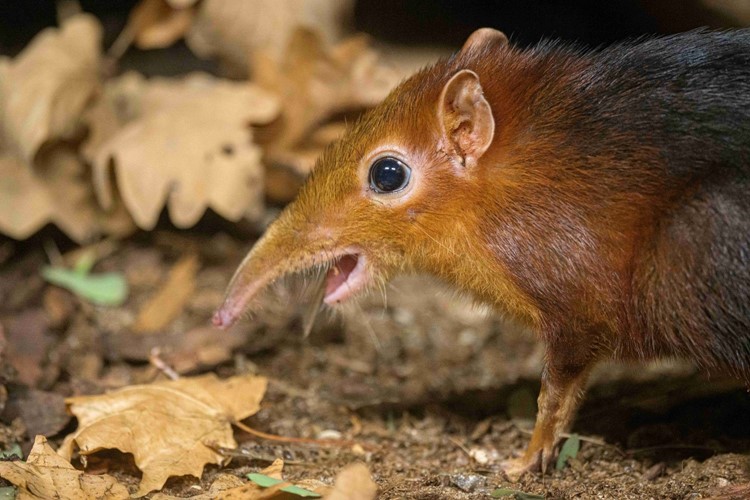 Vzácný bércoun petersův - Zoo Praha má nového obyvatele