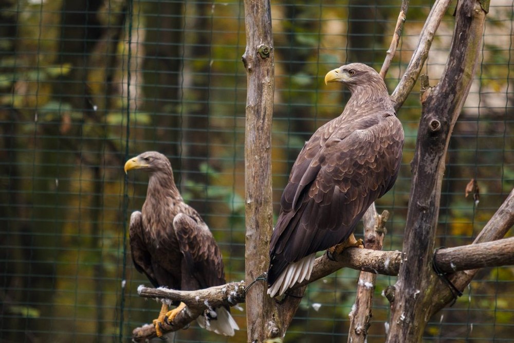 Orli mořští žijící v ostravské zoologické zahradě. 