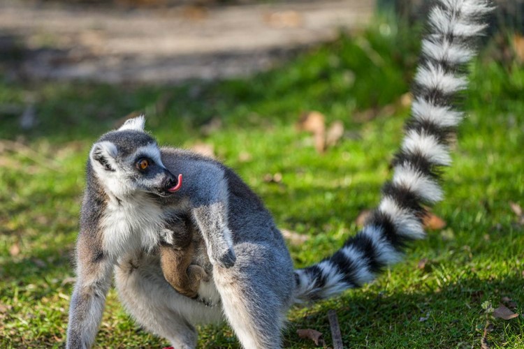 V Zoo Praha se narodil lemur kata