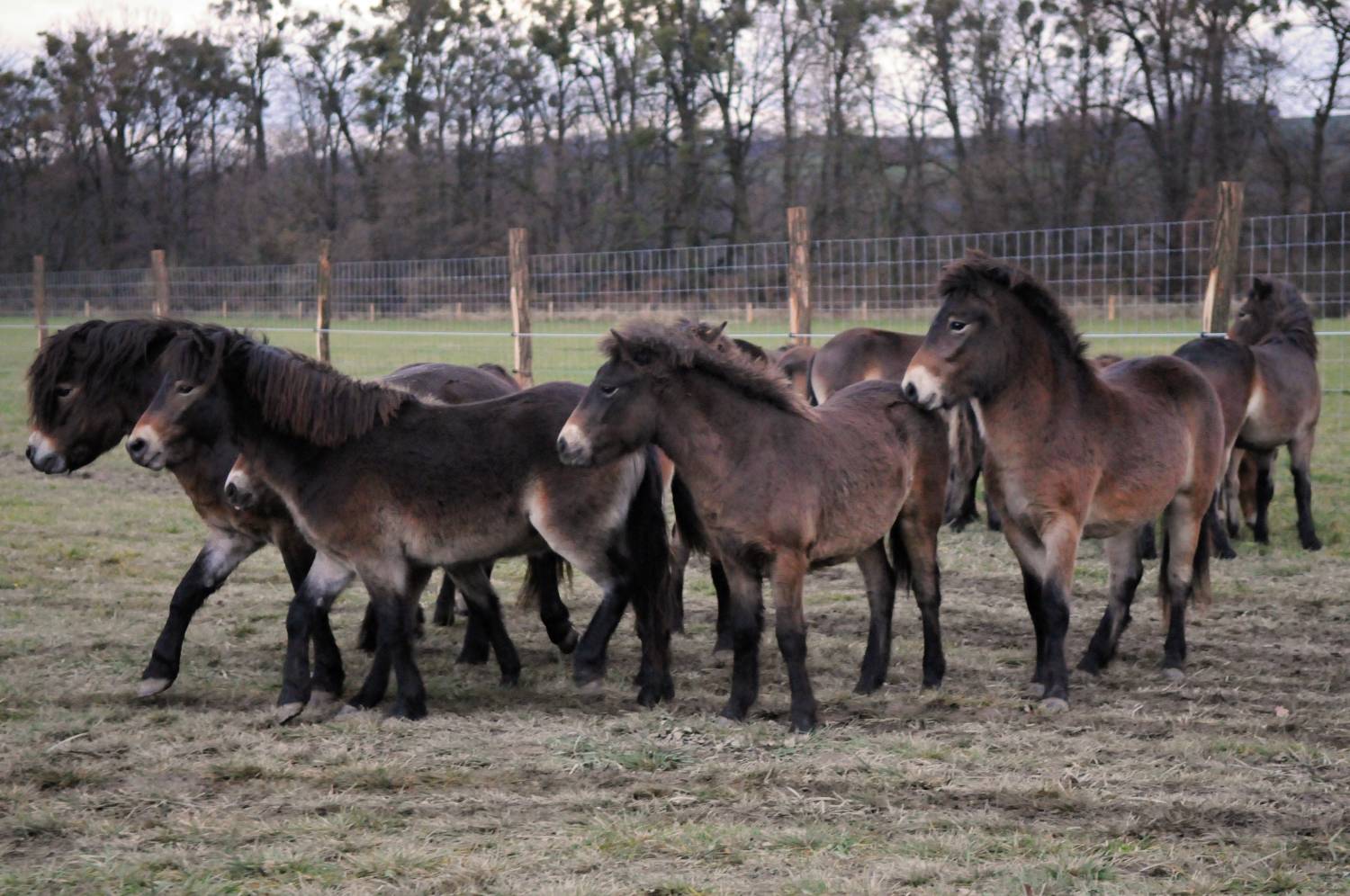 Přírodní rezervace vojenské cvičiště s divokými koňmi a zubry