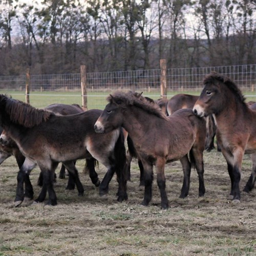 Přírodní rezervace vojenské cvičiště s divokými koňmi a zubry