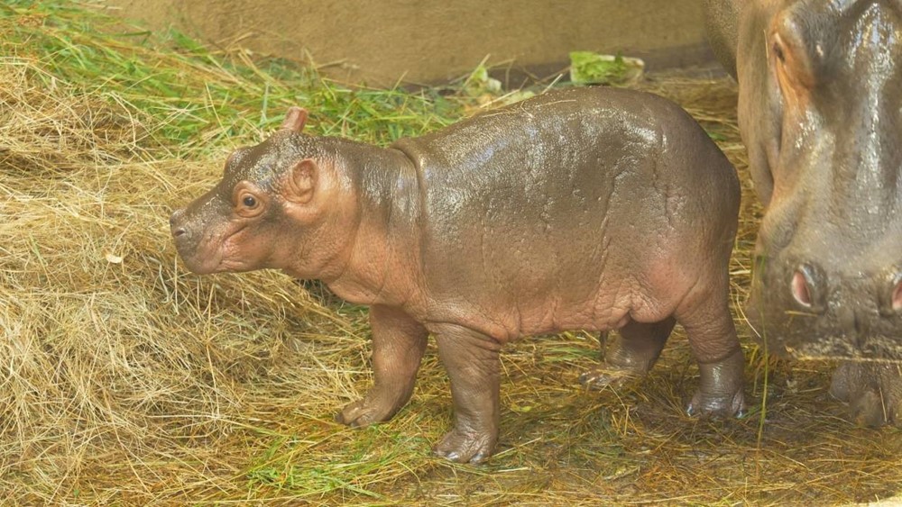 Mládě hrocha obojživelného, které se narodilo v ostravské zoologické zahradě. 