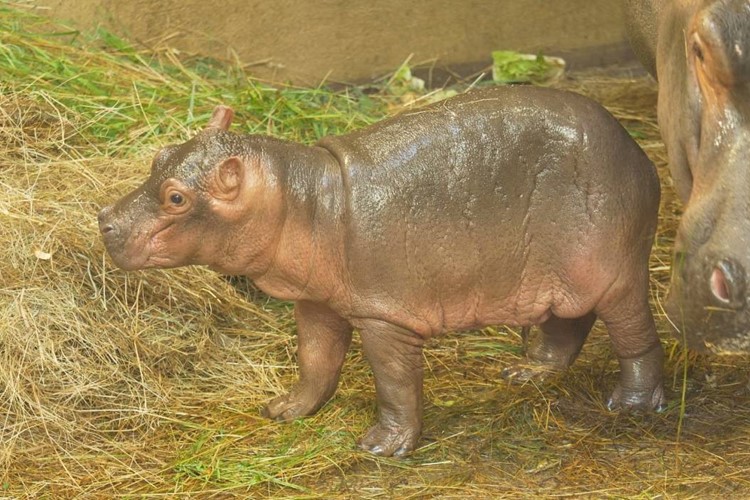 V Zoo Ostrava se narodilo mládě hrocha obojživelného