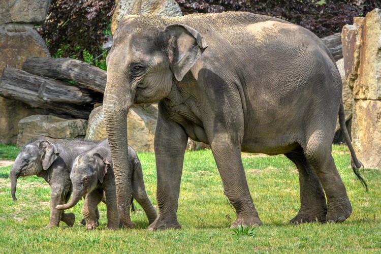 Oslavy Světového dne slonů v Zoo Praha i zmrzliny pro zvířata v horkých dnech 